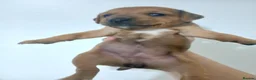 Patterjack dogs for sale: Patterjacks - Advert 7