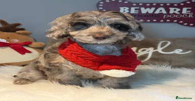 Cockapoo dogs Choc Merle F1 Cockapoo girl fully vaccinated  - Advert 15