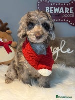 Cockapoo dogs Choc Merle F1 Cockapoo girl fully vaccinated - Advert 15