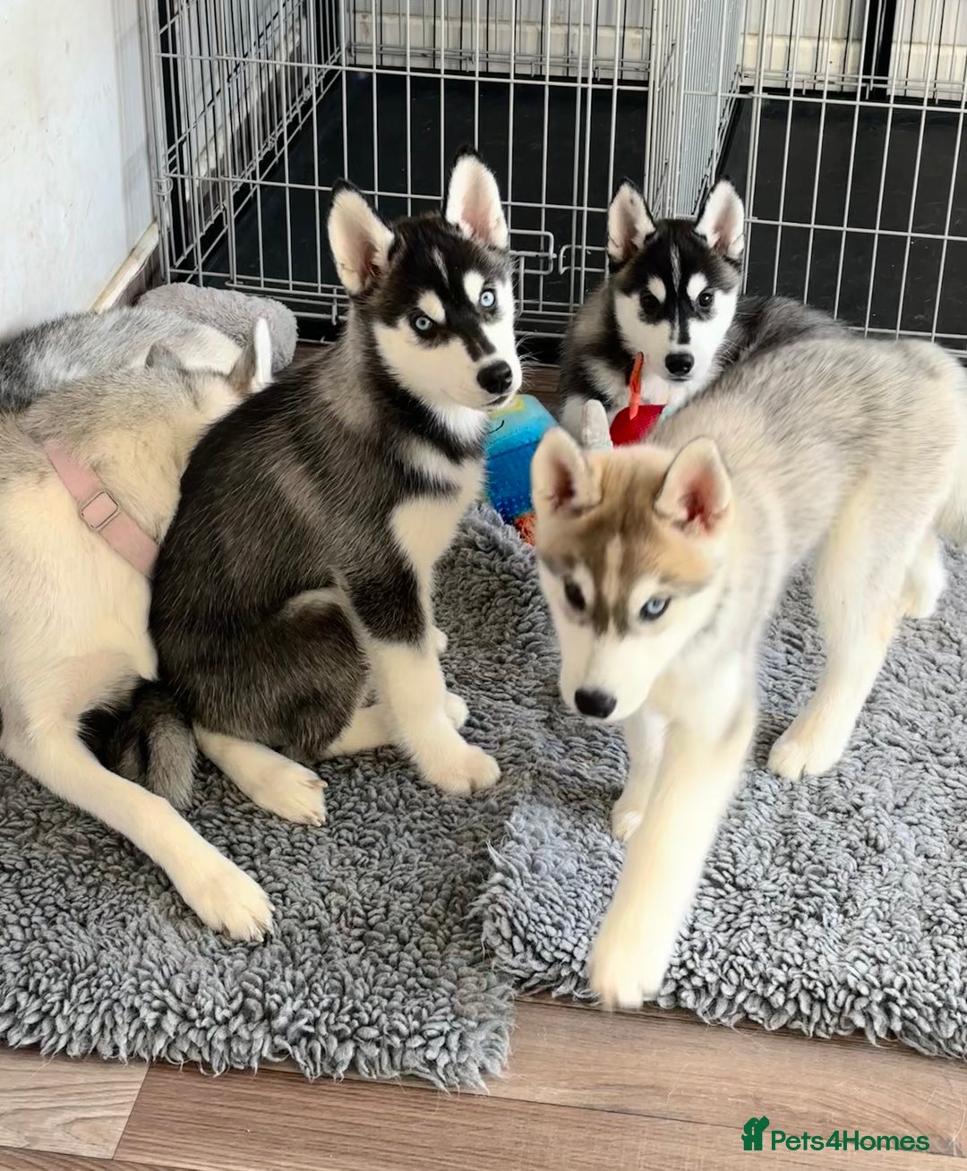 Siberian Husky dogs for sale: Beautiful Siberian Husky - Image 17