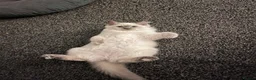 Ragdoll cats for sale: GCCF Blue Point Ragdoll Boys Ready Now - Advert 13