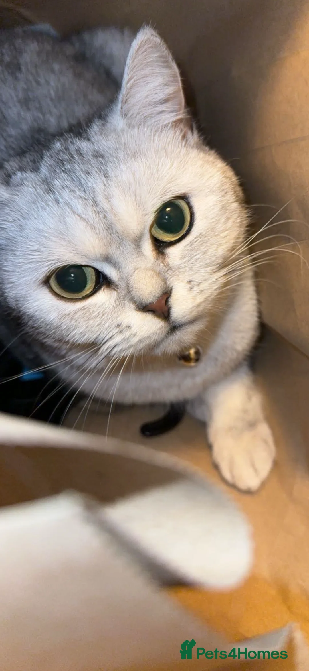 British Shorthair cats for sale: BSH girl  - Advert 3