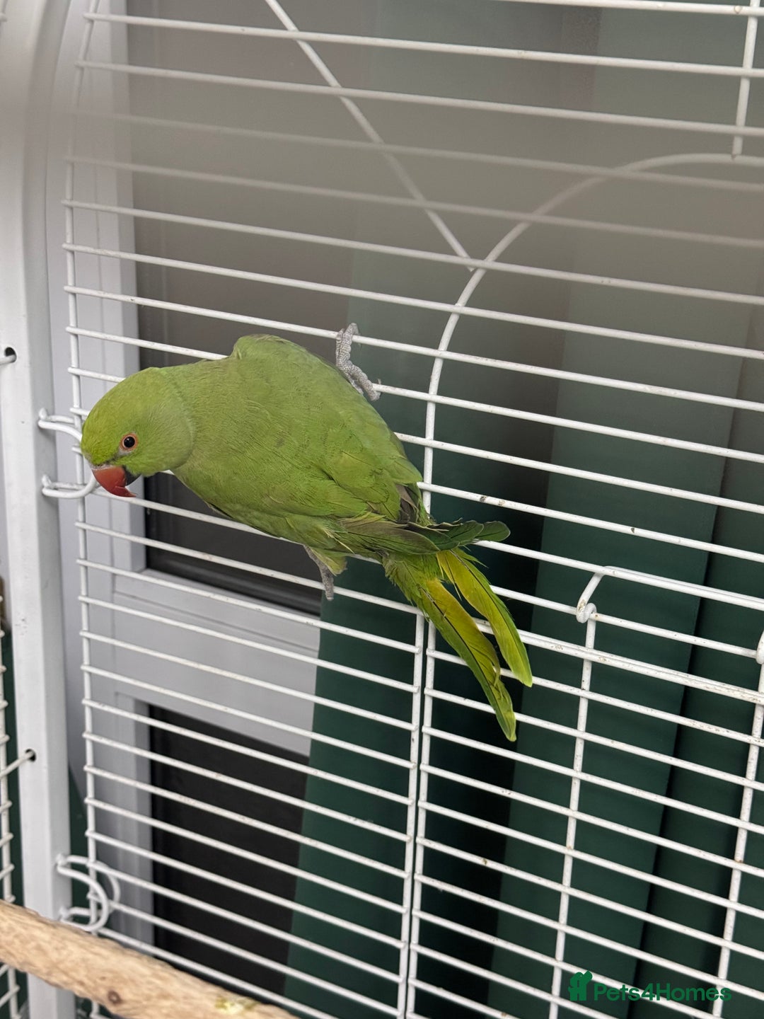 Ringnecks birds for sale: Indian Ringneck  - Image 1
