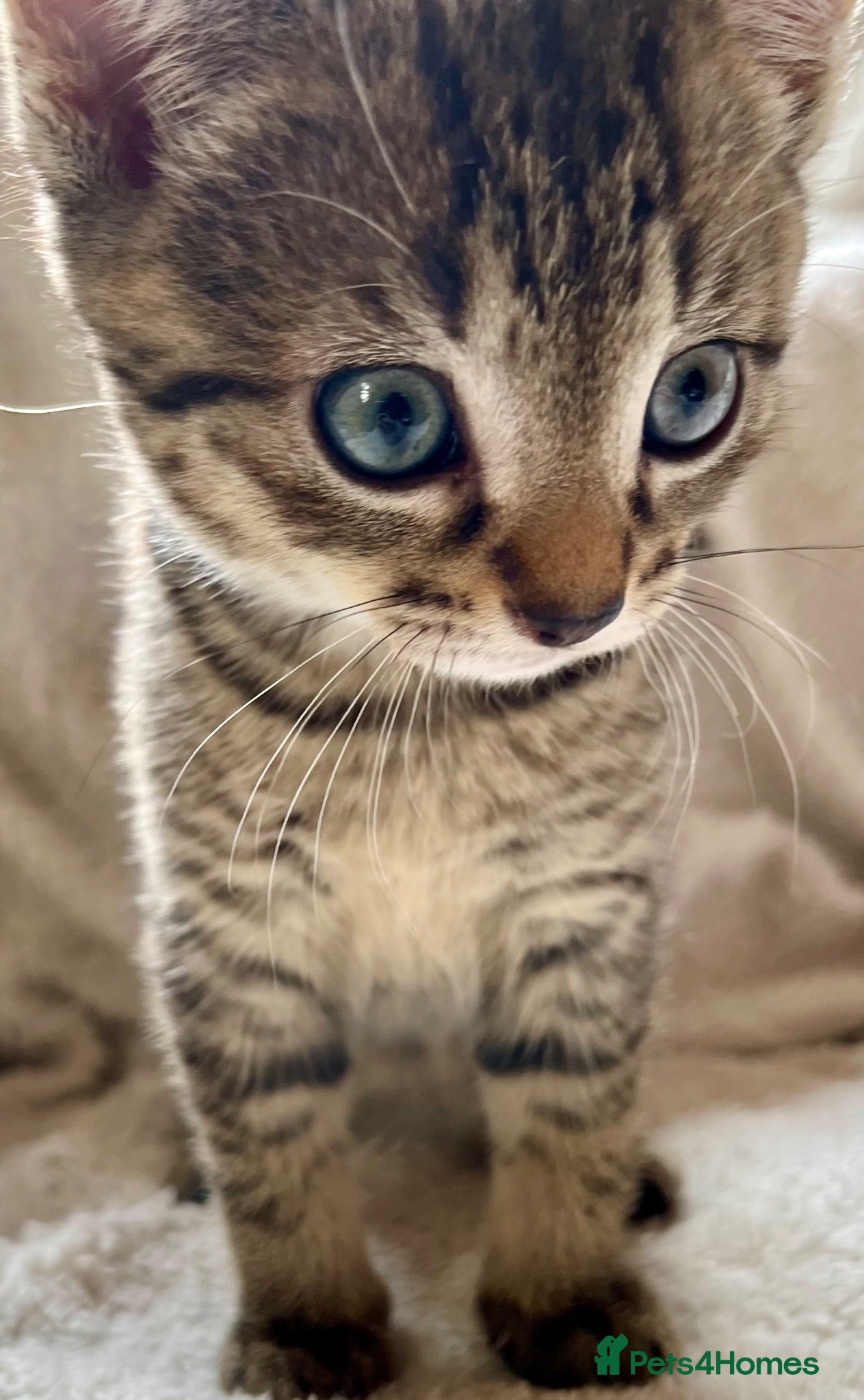 Bengal cats Bengal X Kittens With Famous Siblings!  - Advert 1