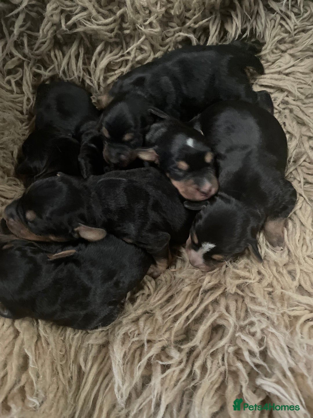 Mixed Breed dogs for sale: Beautiful Border Terrier X Show cocker spaniels  - Advert 4