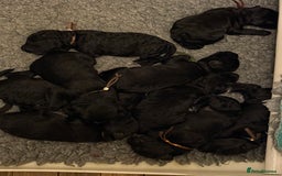 Mixed Breed dogs for sale: 5* medium half Australian labradoodles - Image 5