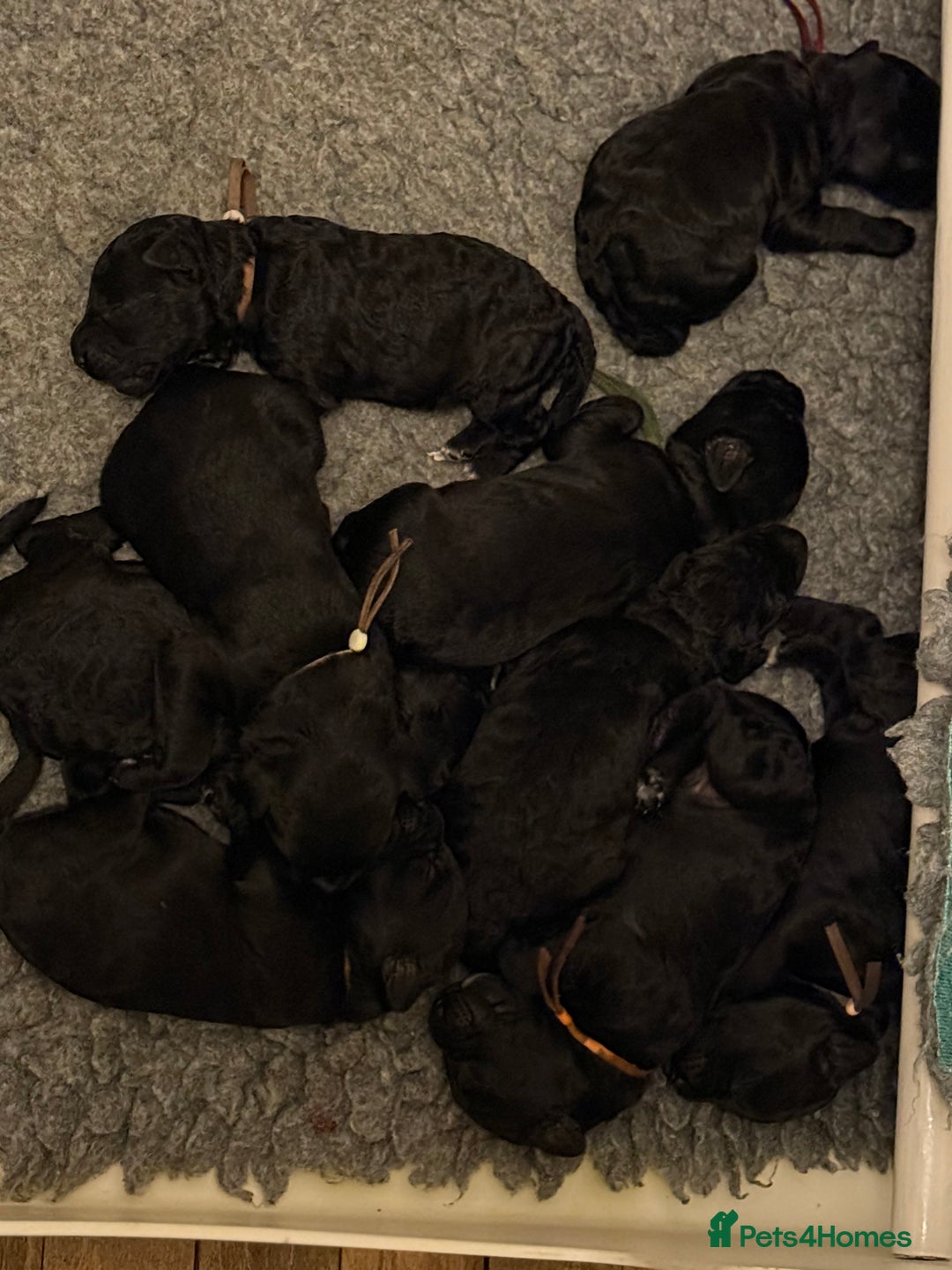Mixed Breed dogs for sale: 5* medium half Australian labradoodles - Image 5
