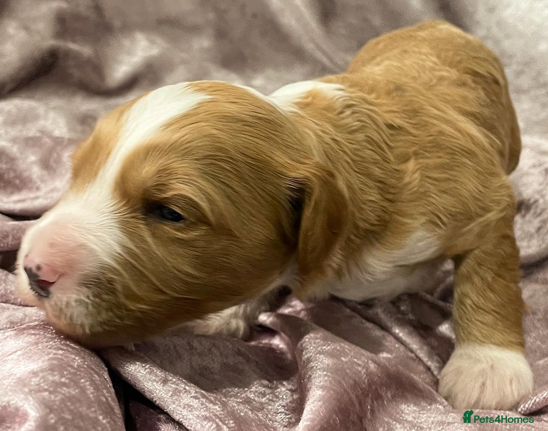 Labradoodle dogs for sale: Labradoodles for Sale! - Image 37