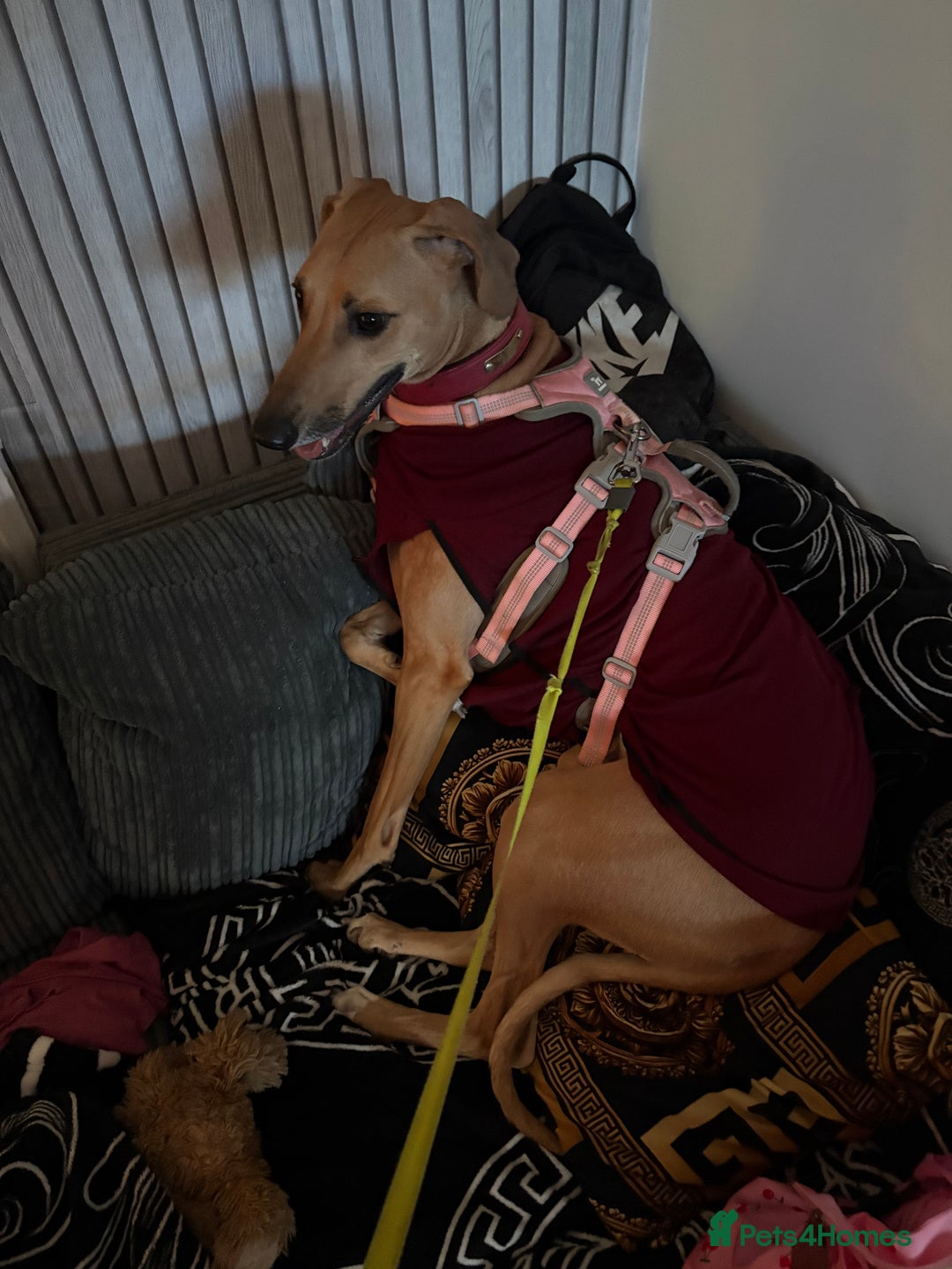 Mixed Breed dogs for sale: Saluki x lurcher puppy - Advert 4