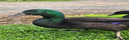 Ducks poultry for sale: Cayuga Ducks in Durham - Advert 1