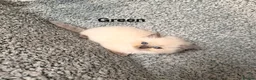 Ragdoll cats for sale: Purebred Blue Point & Blue Mitted ragdolls - Advert 20