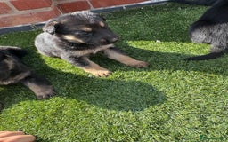 German Shepherd dogs for sale: German shepherd puppies  - Image 6