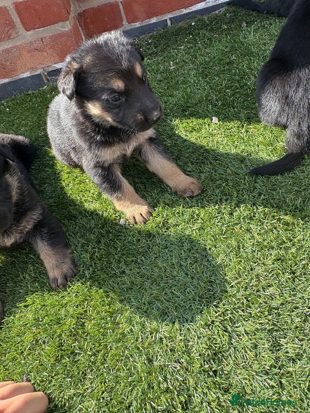 German Shepherd dogs for sale: German shepherd puppies  - Image 6