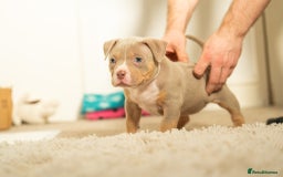 American Bully dogs for sale: Extraordinary Pocket Bully pups - Advert 7