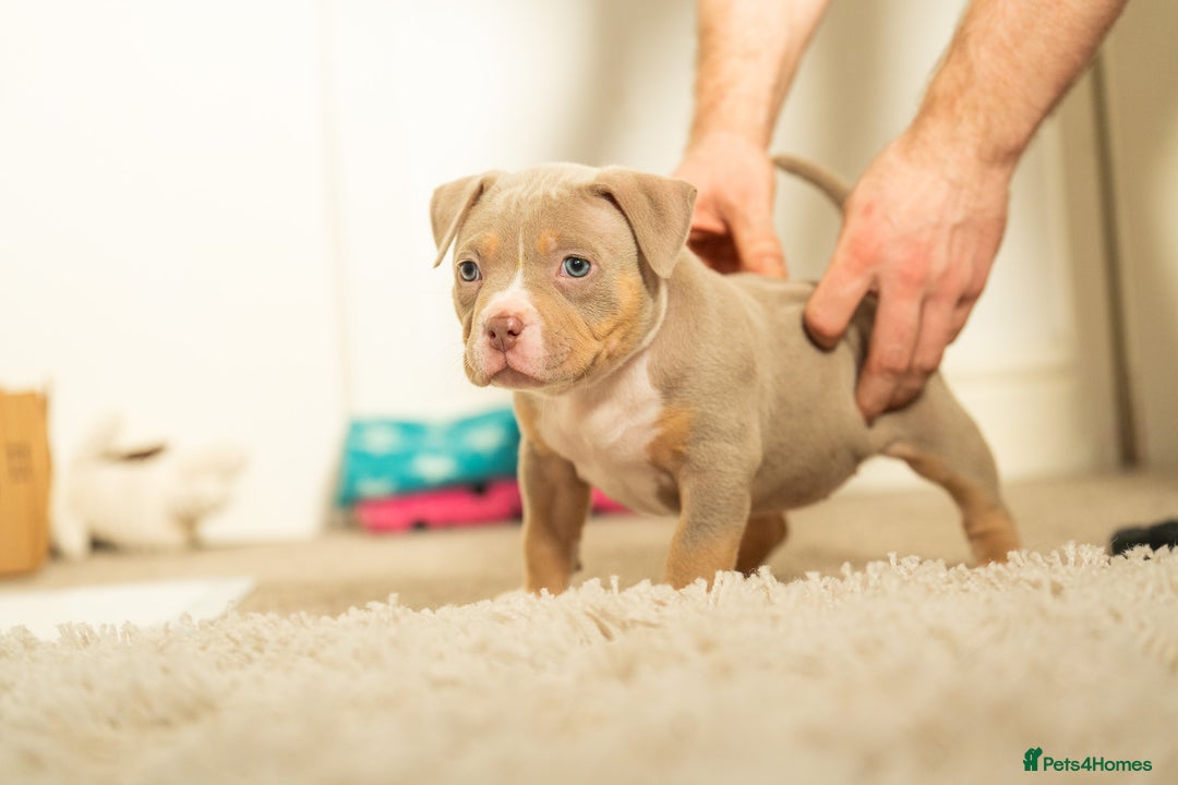 American Bully dogs for sale: Extraordinary Pocket Bully pups - Advert 7