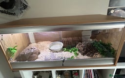 Python Snake reptiles for sale: Lovely healthy royal/ball python - Image 7