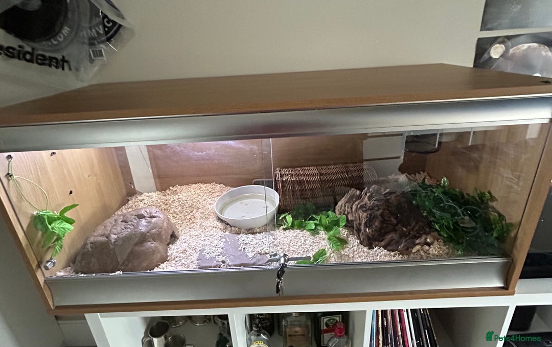 Python Snake reptiles for sale: Lovely healthy royal/ball python - Image 7