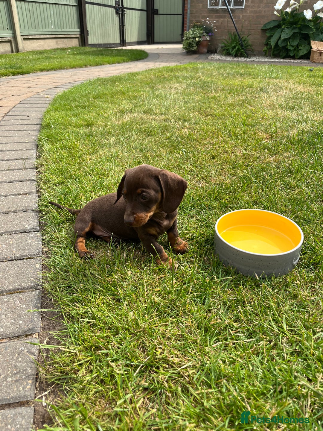 Miniature Dachshund dogs for sale: KC registered**Chocolate and tan**mini dachshunds  - Advert 17