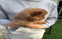 Pomeranian dogs for sale: Exotic color, mini Pomeranians  - Image 31