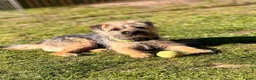 Border Terrier dogs for stud: Rusty – Proven, SLEM Clear Border Terrier Stud  - Advert 3