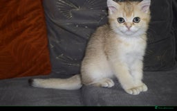 British Shorthair cats for sale: Top quality Champion Gccf british shorthair - Image 23