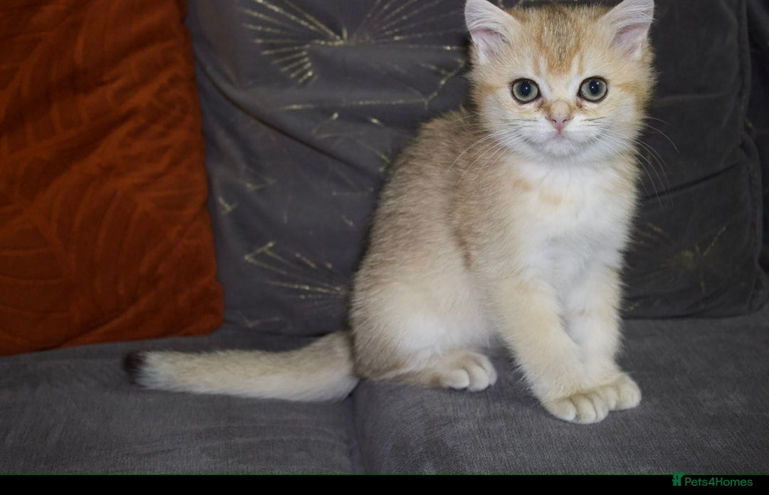 British Shorthair cats for sale: Top quality Champion Gccf british shorthair - Image 23