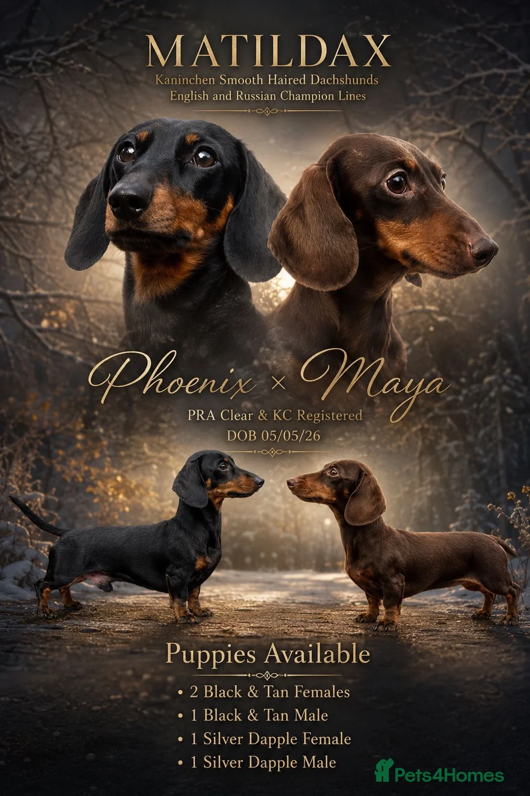 Miniature Dachshund dogs for sale: Gorgeous kaninchen/miniature puppies - Advert 2