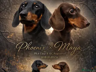 Miniature Dachshund dogs Gorgeous kaninchen/miniature puppies - Advert 10