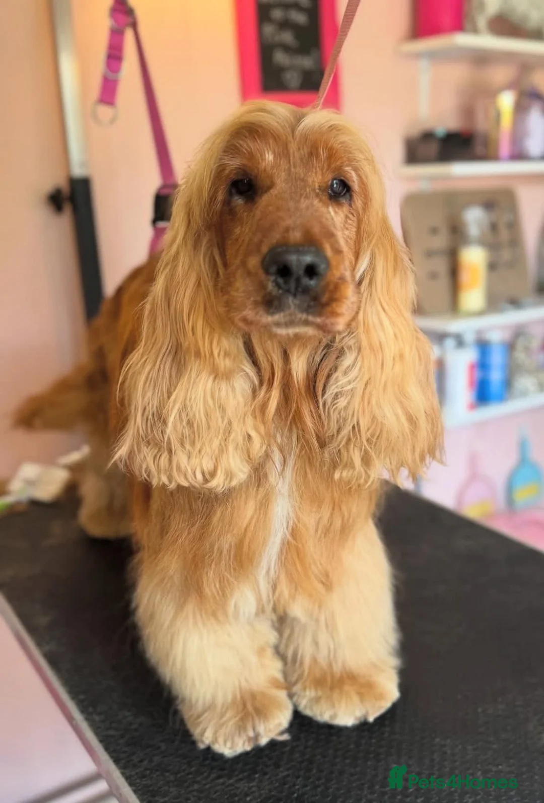 Cocker Spaniel dogs for sale: Golden Show Cocker Spaniel Puppies - Advert 3