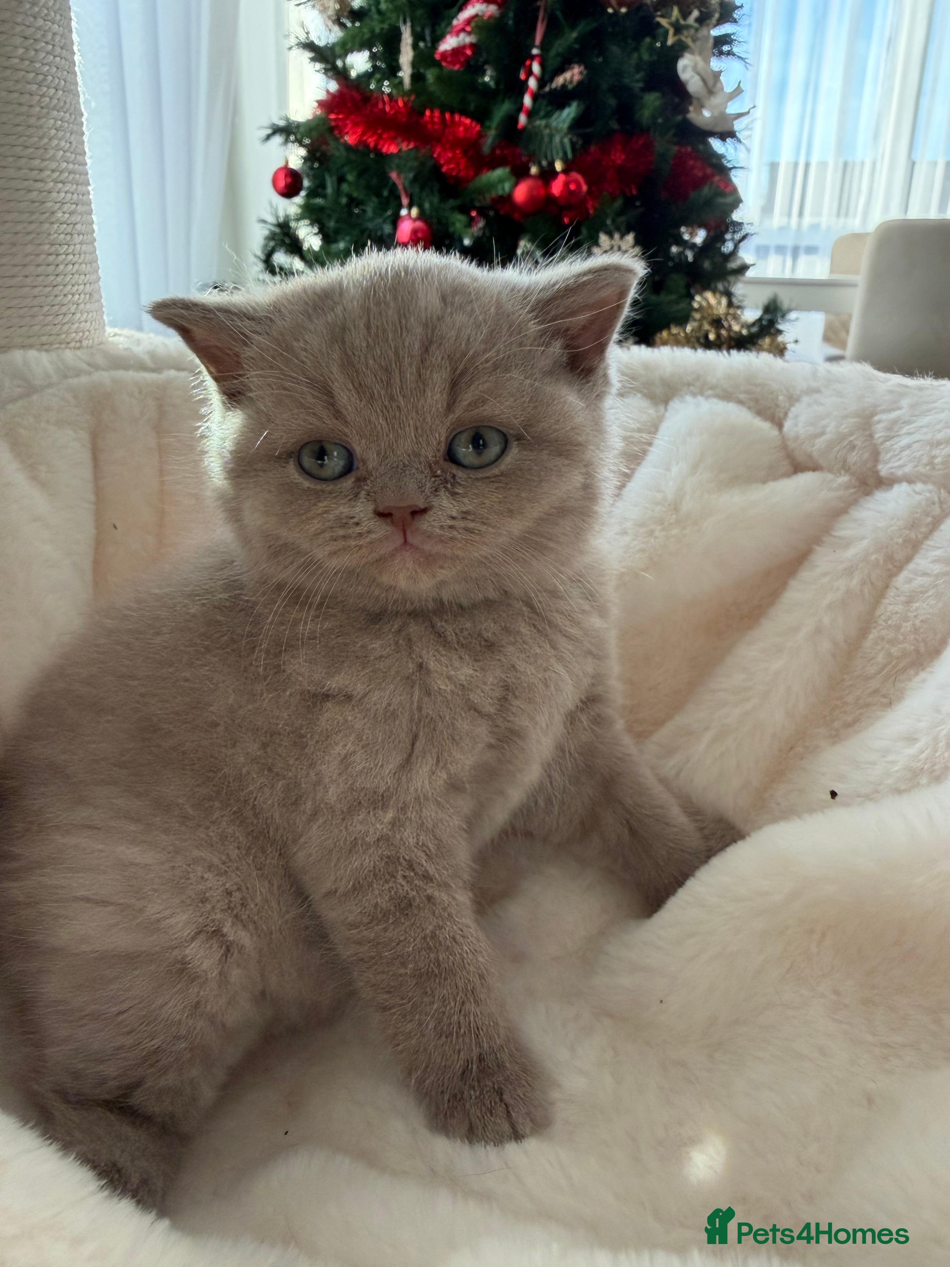 British Shorthair cats Luxury British Shorthair Kittens–Chocolate & Lilac - Advert 4