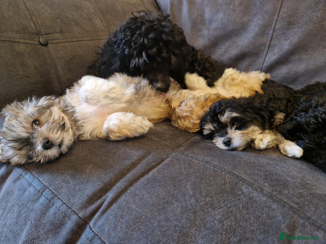 Maltipoo dogs for sale: MALTIPOO 🥰🥰 READY TO LEAVE  - Advert 37