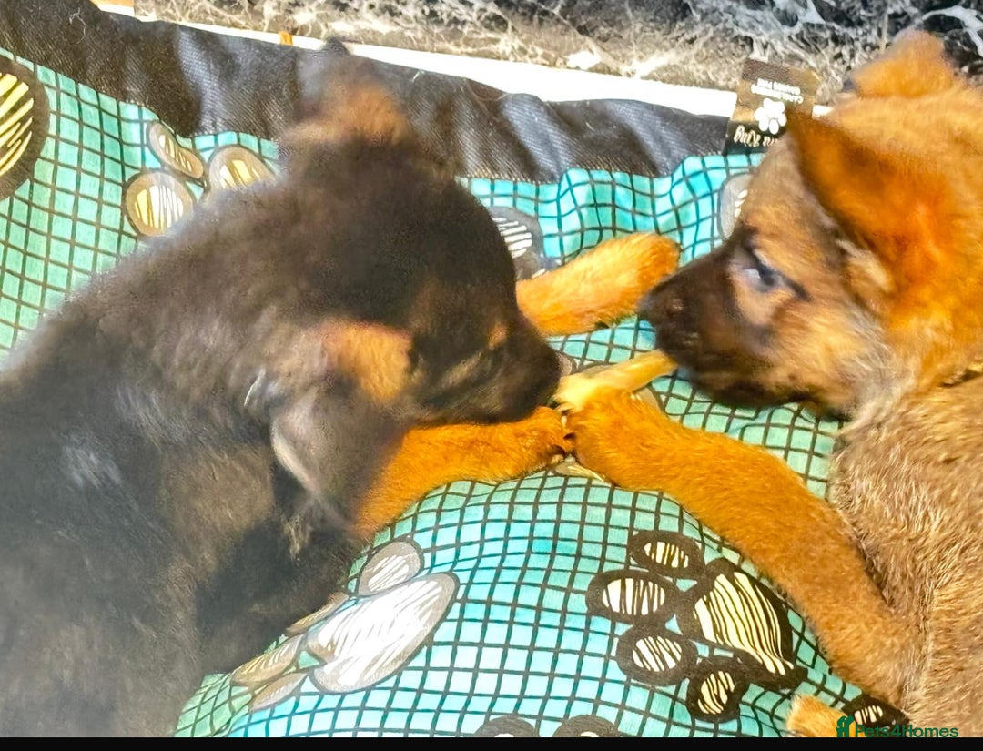 Mixed Breed dogs for sale: Belgian malinois x Rottweiler pups  - Image 7