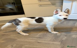 Siberian Husky dogs for sale: Extreme Piebald Husky Girl RARE! Ready Now - Image 4