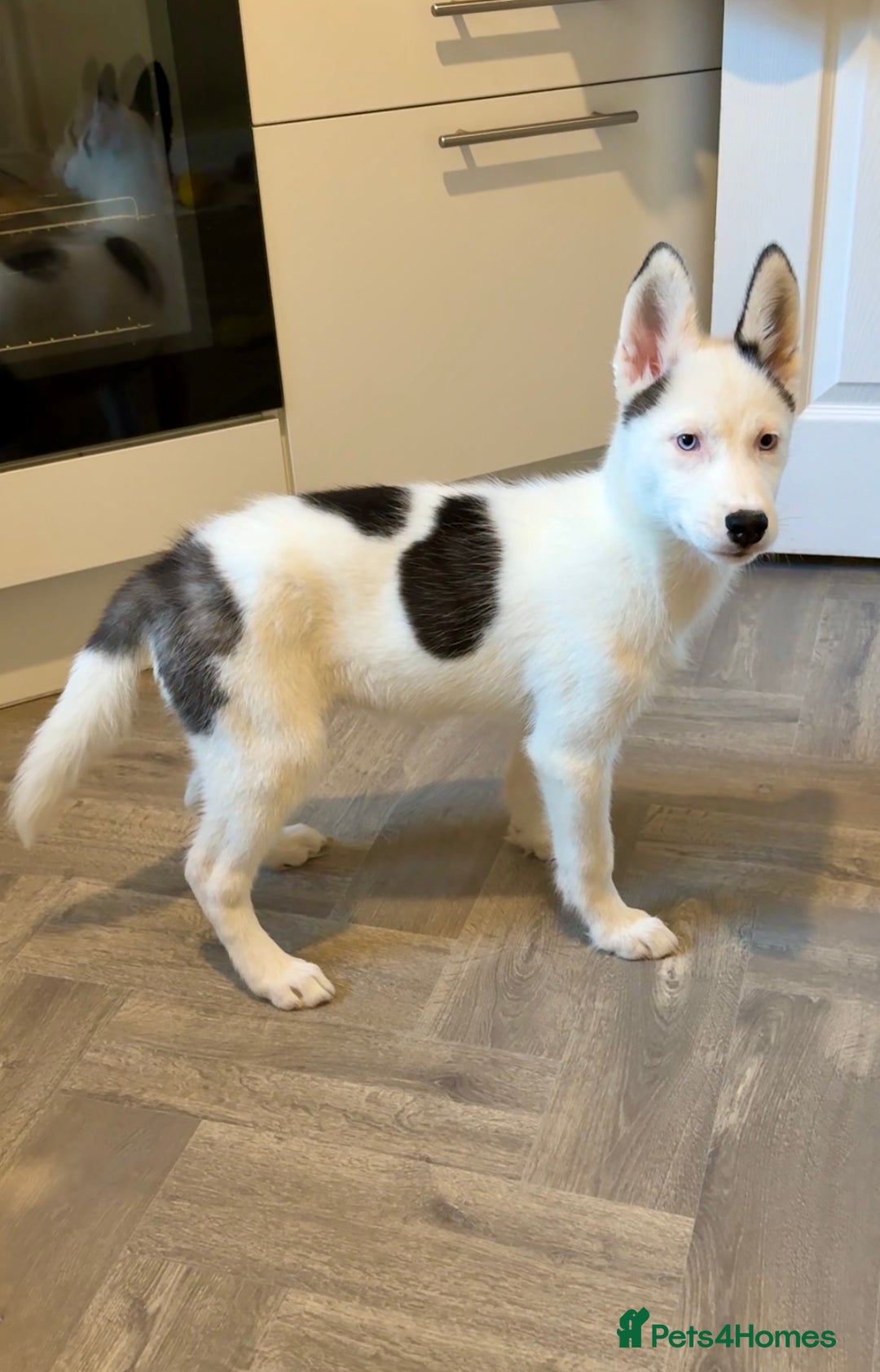 Siberian Husky dogs for sale: Extreme Piebald Husky Girl RARE! Ready Now - Image 4