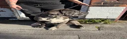 Cane Corso dogs for sale: Cane Corso Male  - Advert 2