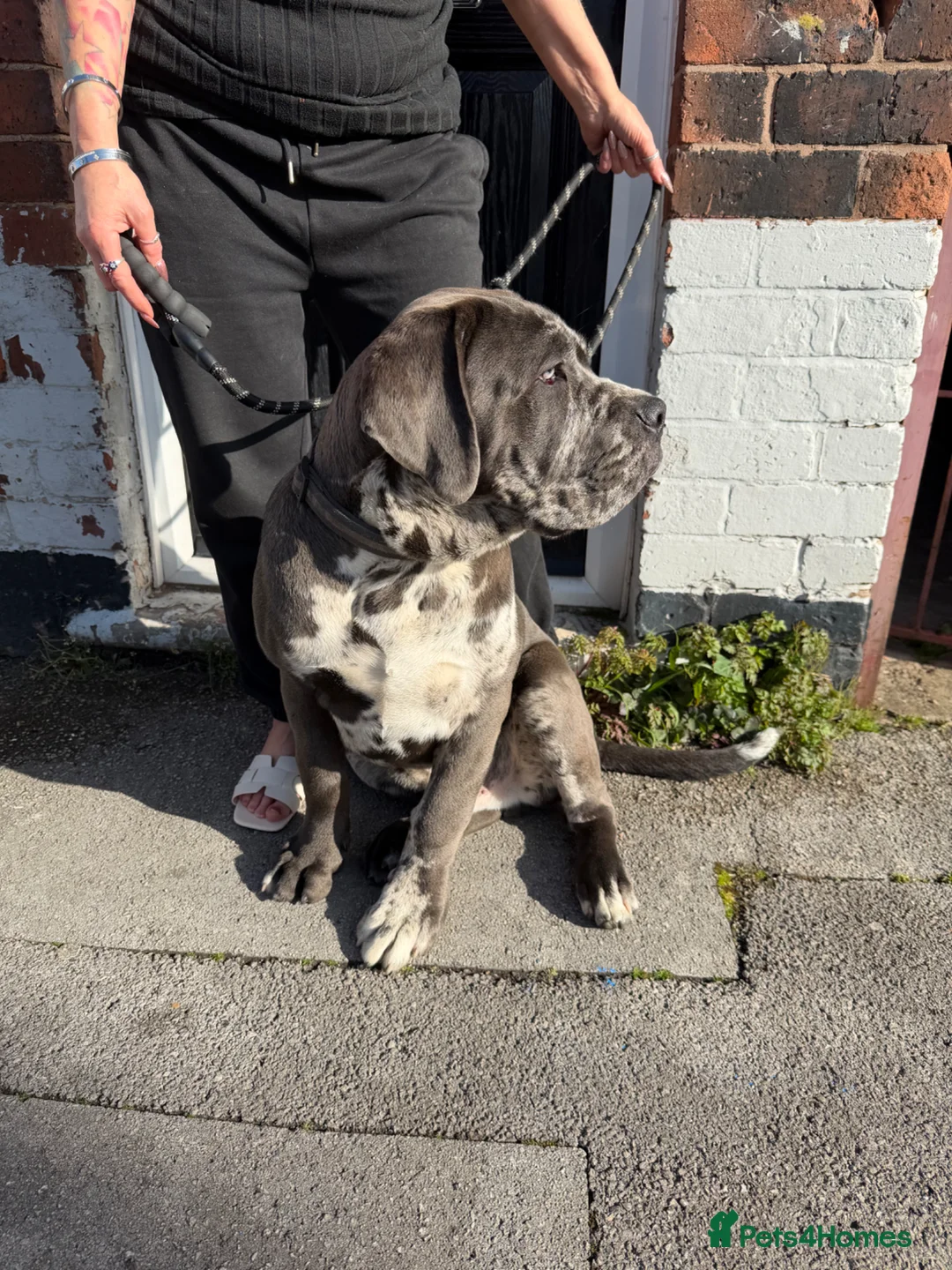 Cane Corso dogs for sale: Cane Corso Male  - Advert 2