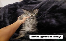 Mixed Breed cats for sale: Beautiful siver tabby kittens  - Image 13