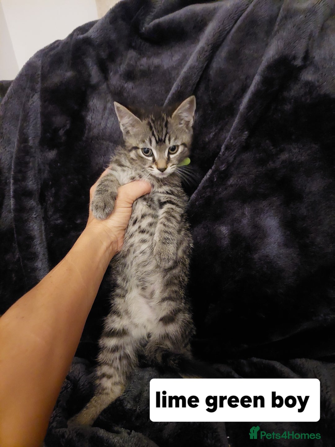 Mixed Breed cats for sale: Beautiful siver tabby kittens  - Image 13