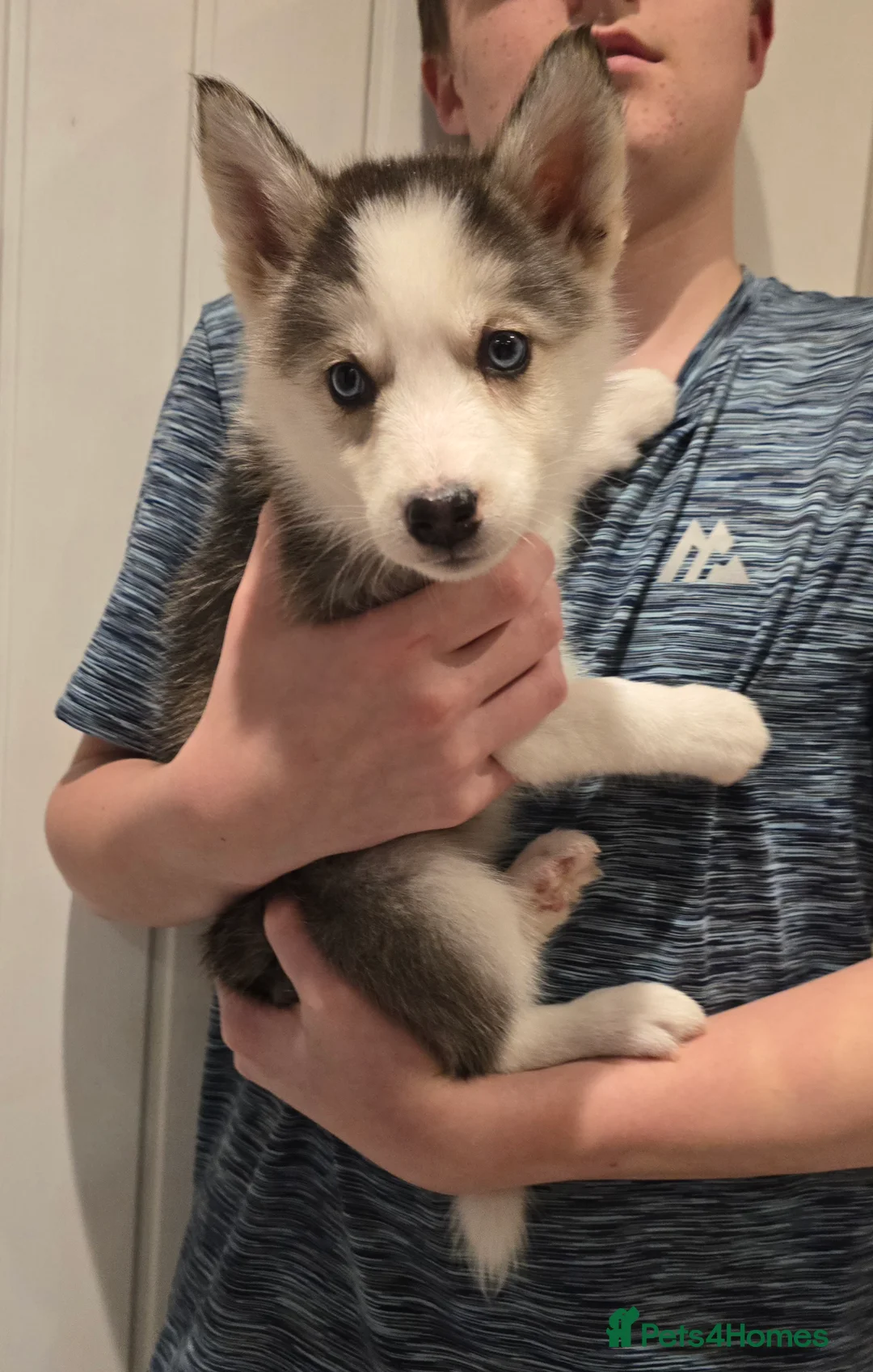 Siberian Husky dogs for sale: Ready Now last 2 girls left in litter - Advert 11