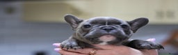 French Bulldog dogs for sale: French Bulldog Puppies Looking for Loving Homes - Advert 12