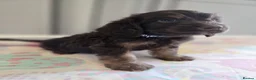 Cockapoo dogs for sale: Beautiful Cockapoo babies in Barnsley - Advert 7
