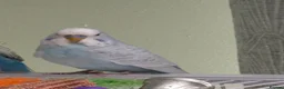 Budgerigars birds for sale: Beautiful male budgies  in Arbroath - Advert 4