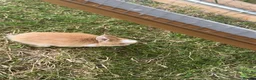 Mini Lop rabbits for sale: Litter of Mini Lop Rabbits in Hull - Advert 10