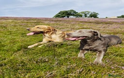 Labrador Retriever dogs for sale: Quality KC reg labs (ideal assistance/therapy dog) - Image 9