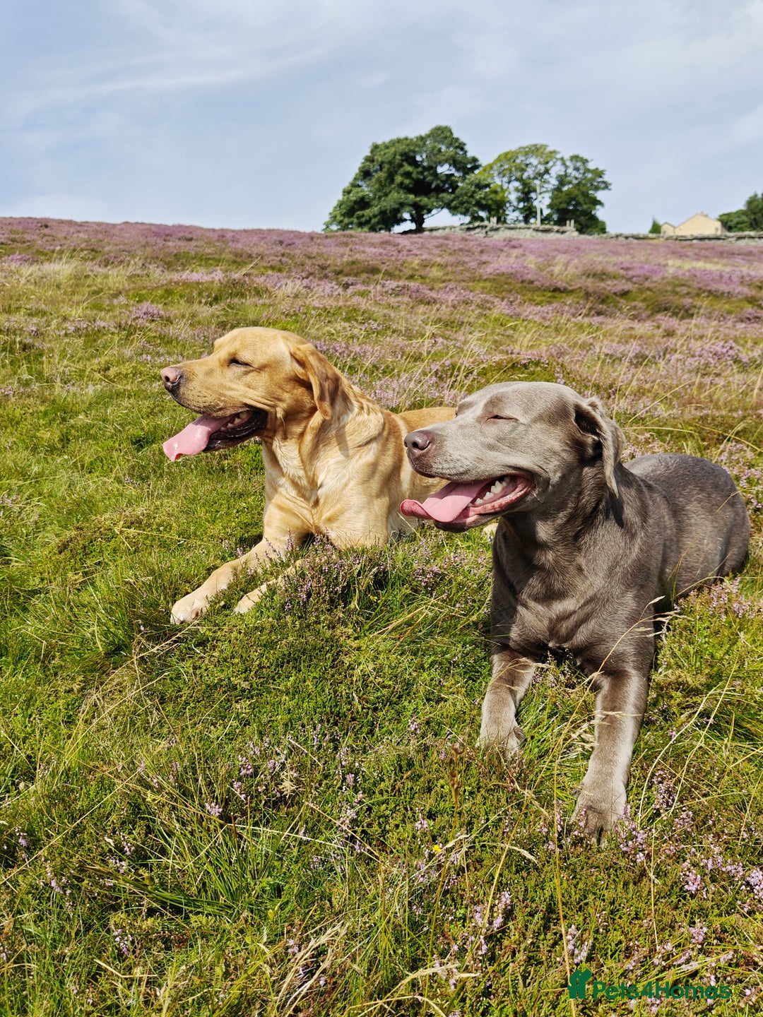 Labrador Retriever dogs for sale: Quality KC reg labs (ideal assistance/therapy dog) - Image 9