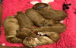 Cocker Spaniel dogs for sale: Stunning Golden Cocker Spaniel boys -health tested - Image 1