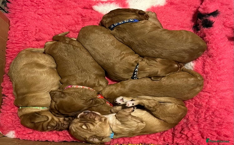 Cocker Spaniel dogs - Advert 1