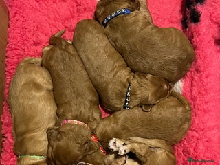 Cocker Spaniel dogs for sale: Stunning Golden Cocker Spaniel boys -health tested - Advert 1