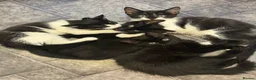 Mixed Breed cats for sale: 10 Week Old Fluffy Friendly Mixed Breed Kittens - Advert 1