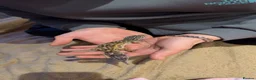 Leopard Gecko reptiles for sale: Leopard Gecko - Advert 5